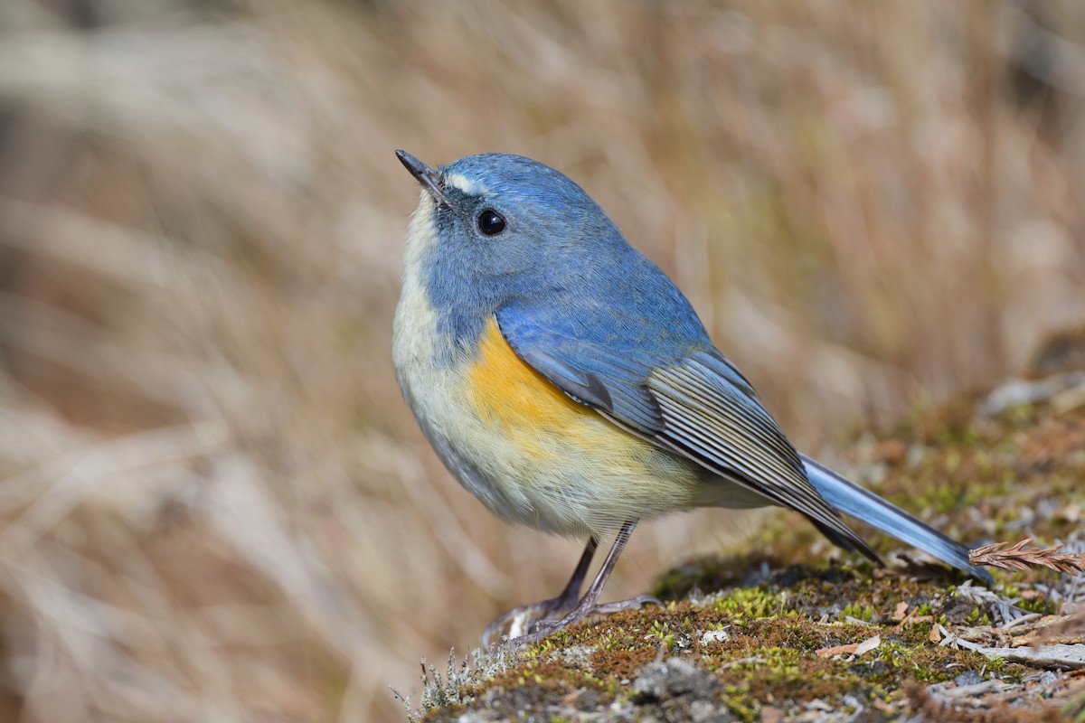 Red-flanked Bluetail - ML632354104
