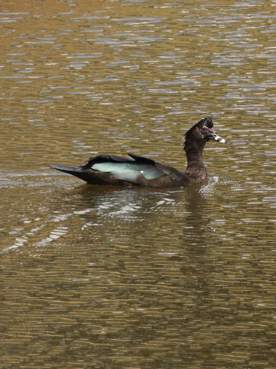Canard musqué - ML632354207