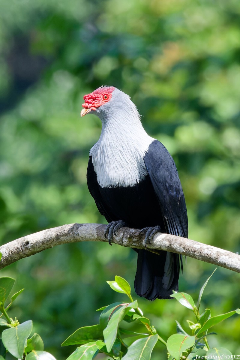 Seychelles Blue-Pigeon - ML632354467