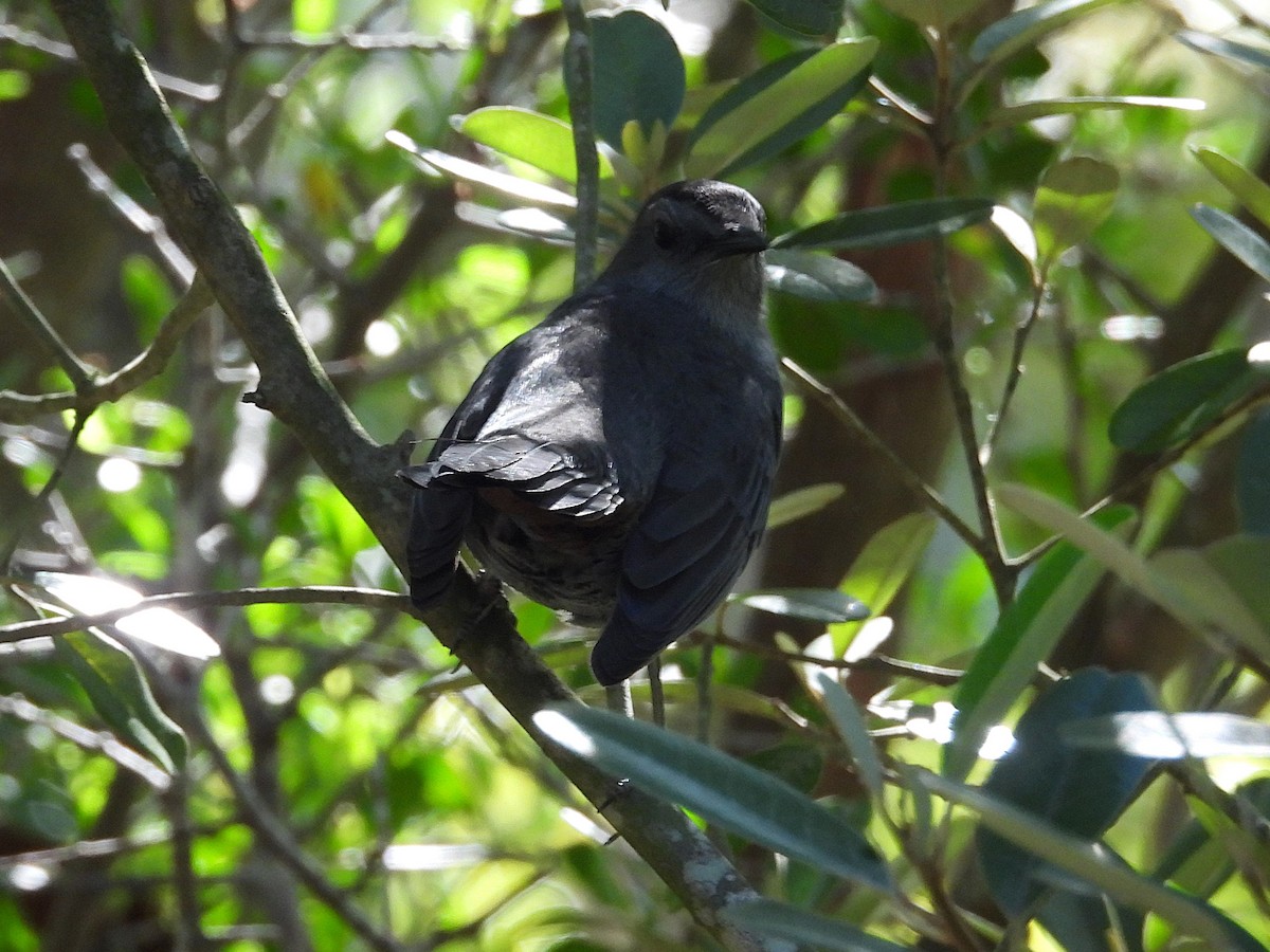 Gray Catbird - ML632354472