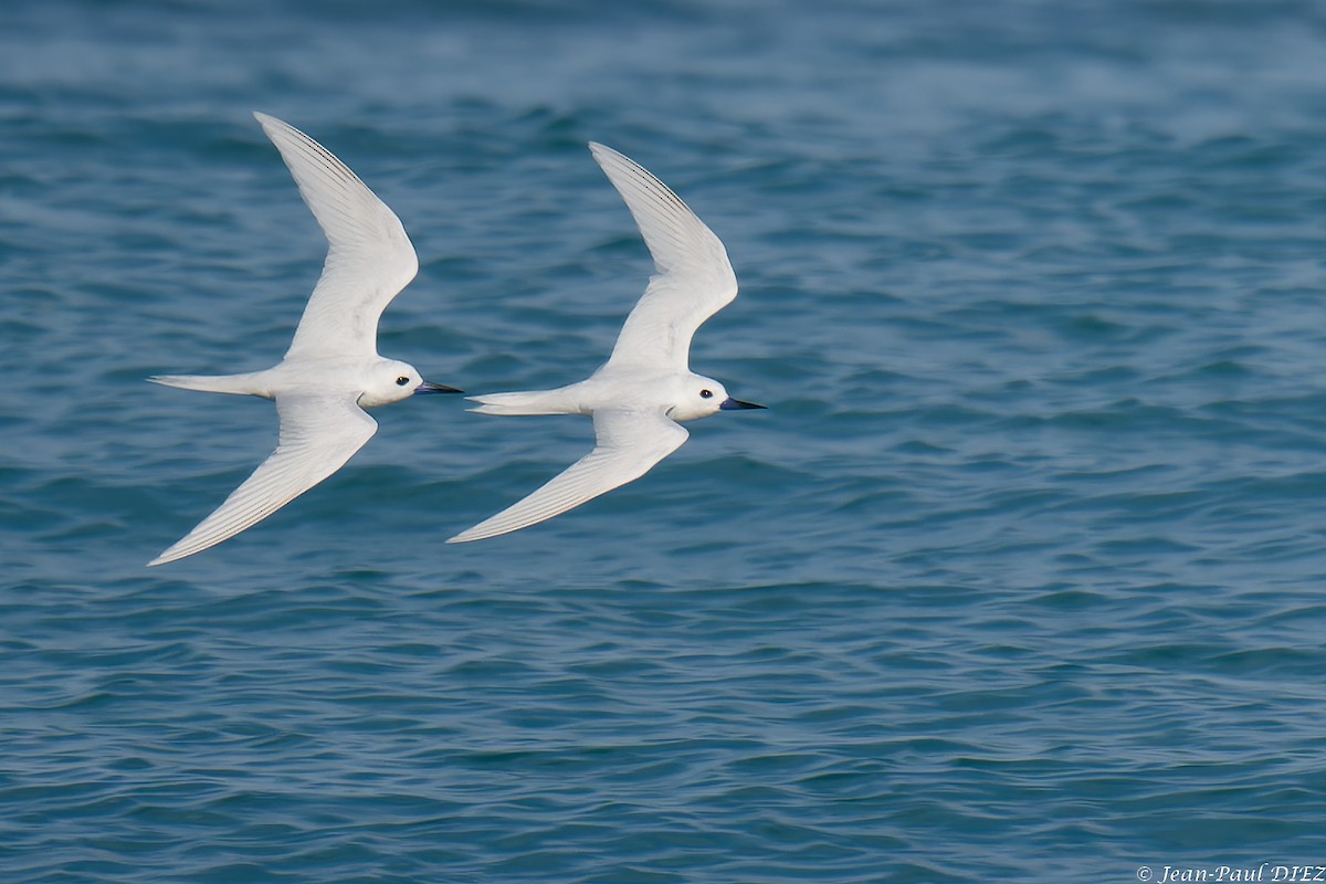 Blue-billed White-Tern - ML632354487