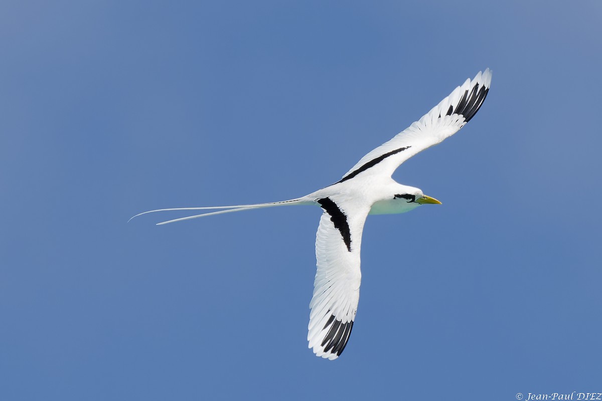 White-tailed Tropicbird - ML632354497