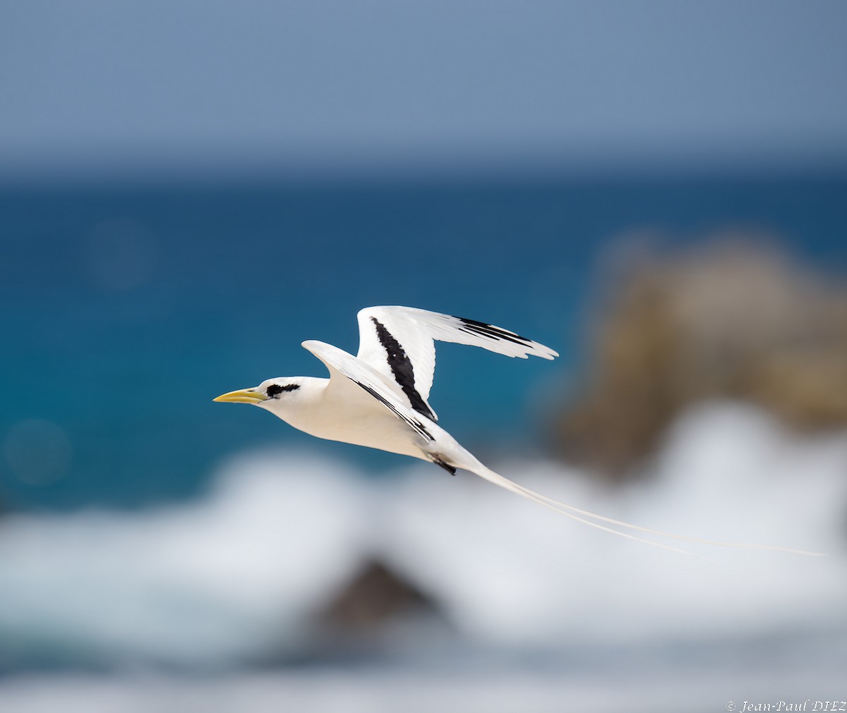 White-tailed Tropicbird - ML632354511