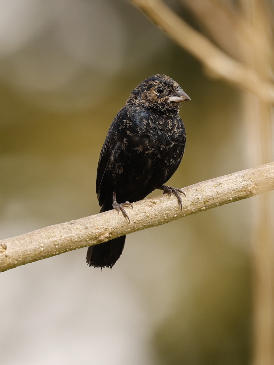 Jacarini noir - ML632354550