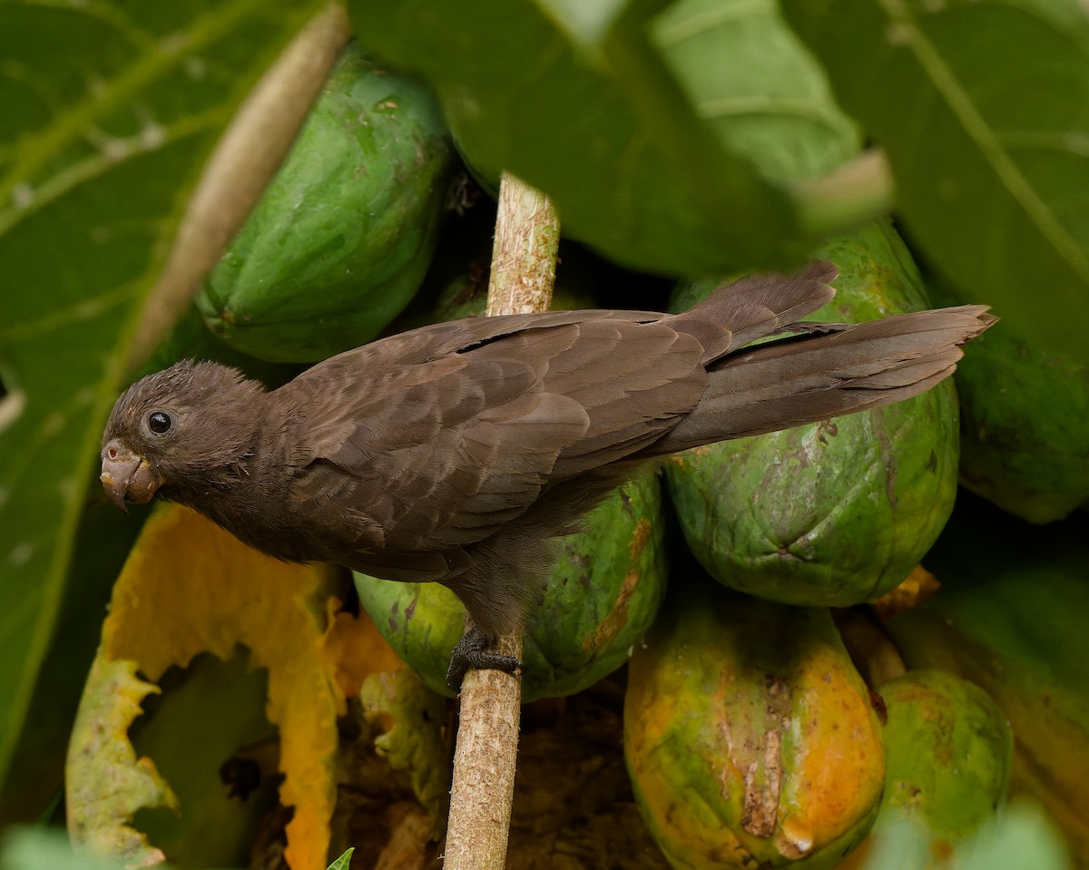 Seychelles Parrot - ML632354597