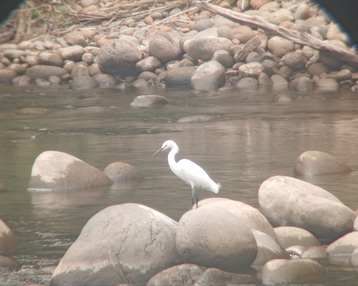 Snowy Egret - ML632354603