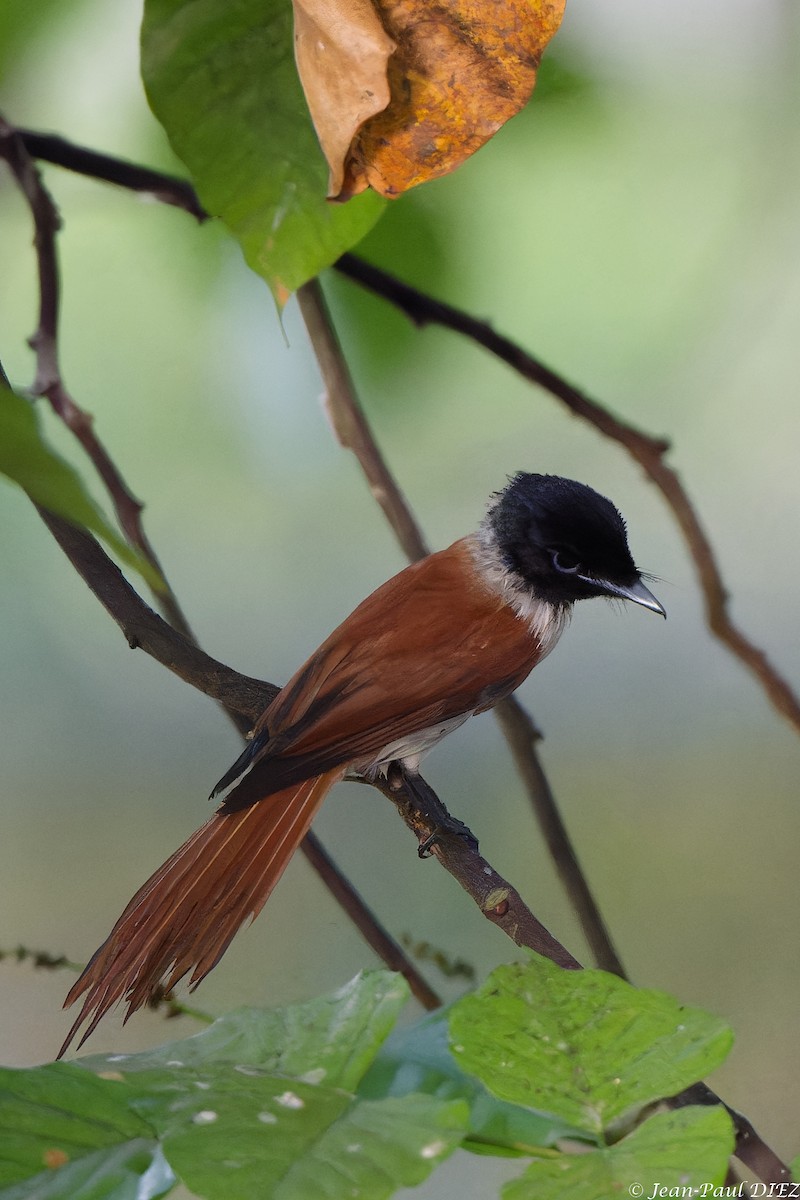 Seychelles Paradise-Flycatcher - ML632354643