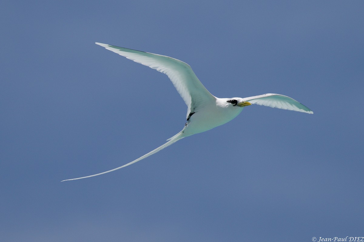 White-tailed Tropicbird - ML632354693