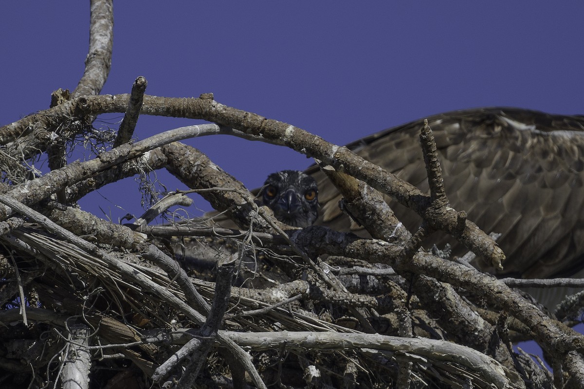 Falco pescatore - ML632354705