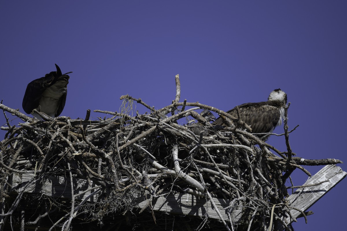 Falco pescatore - ML632354795