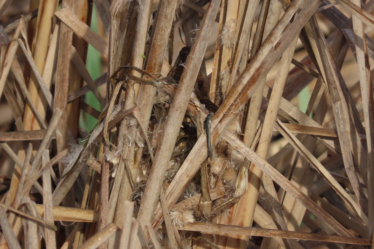 Marsh Wren - ML632354825