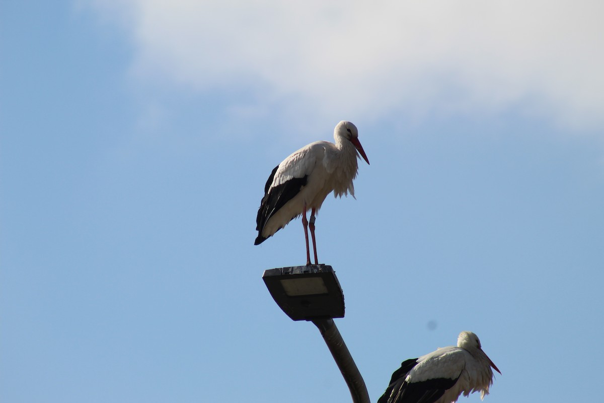 White Stork - ML632354838