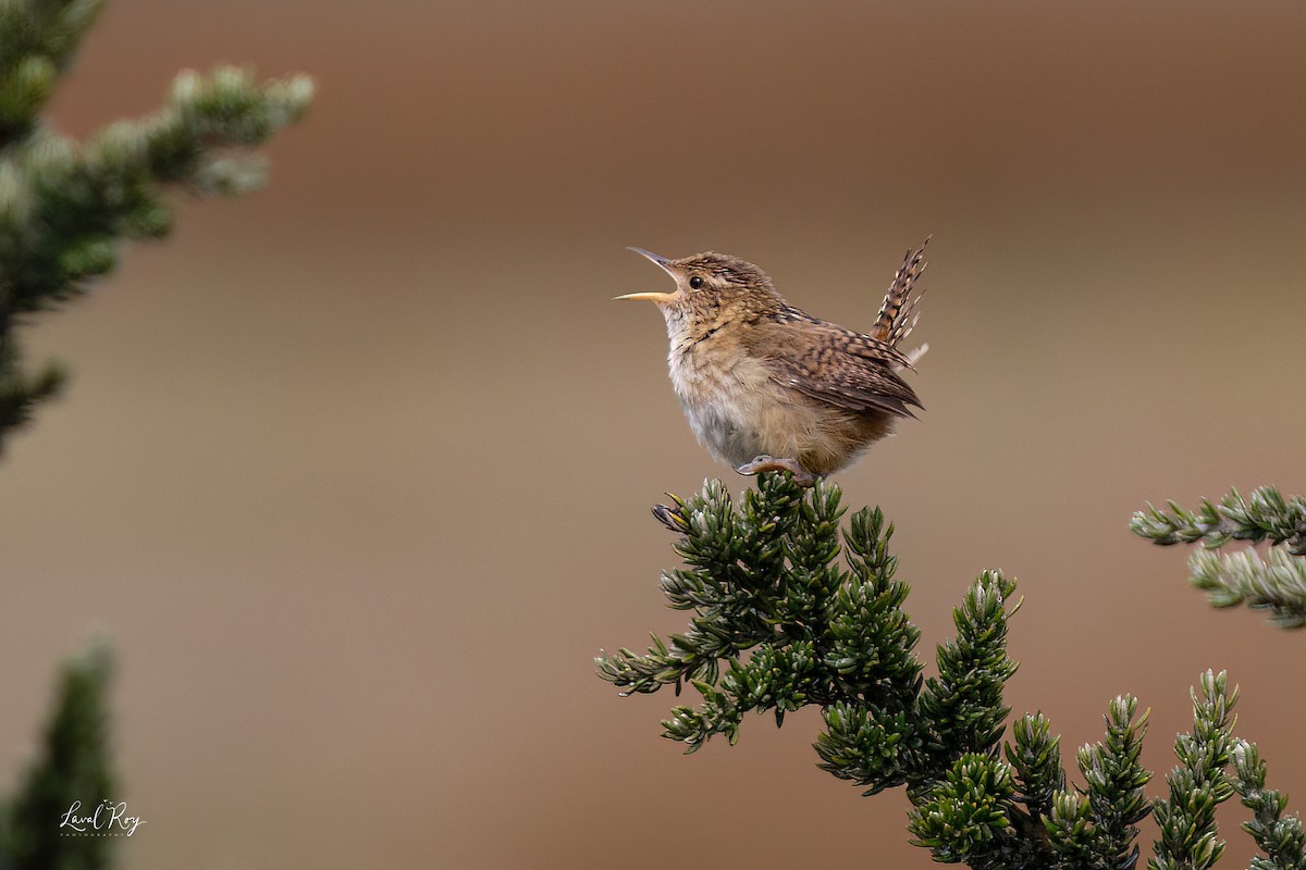 Grass Wren (Paramo) - ML632355116