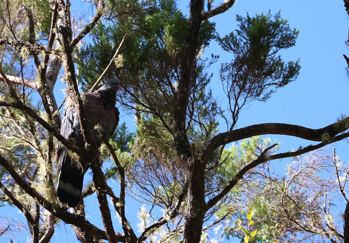 Trocaz Pigeon - ML632355125
