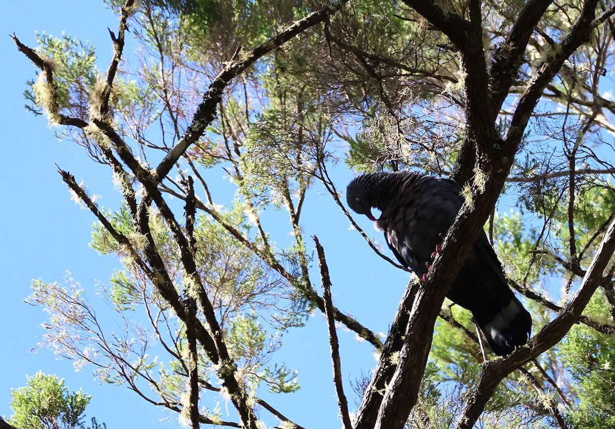 Trocaz Pigeon - ML632355138
