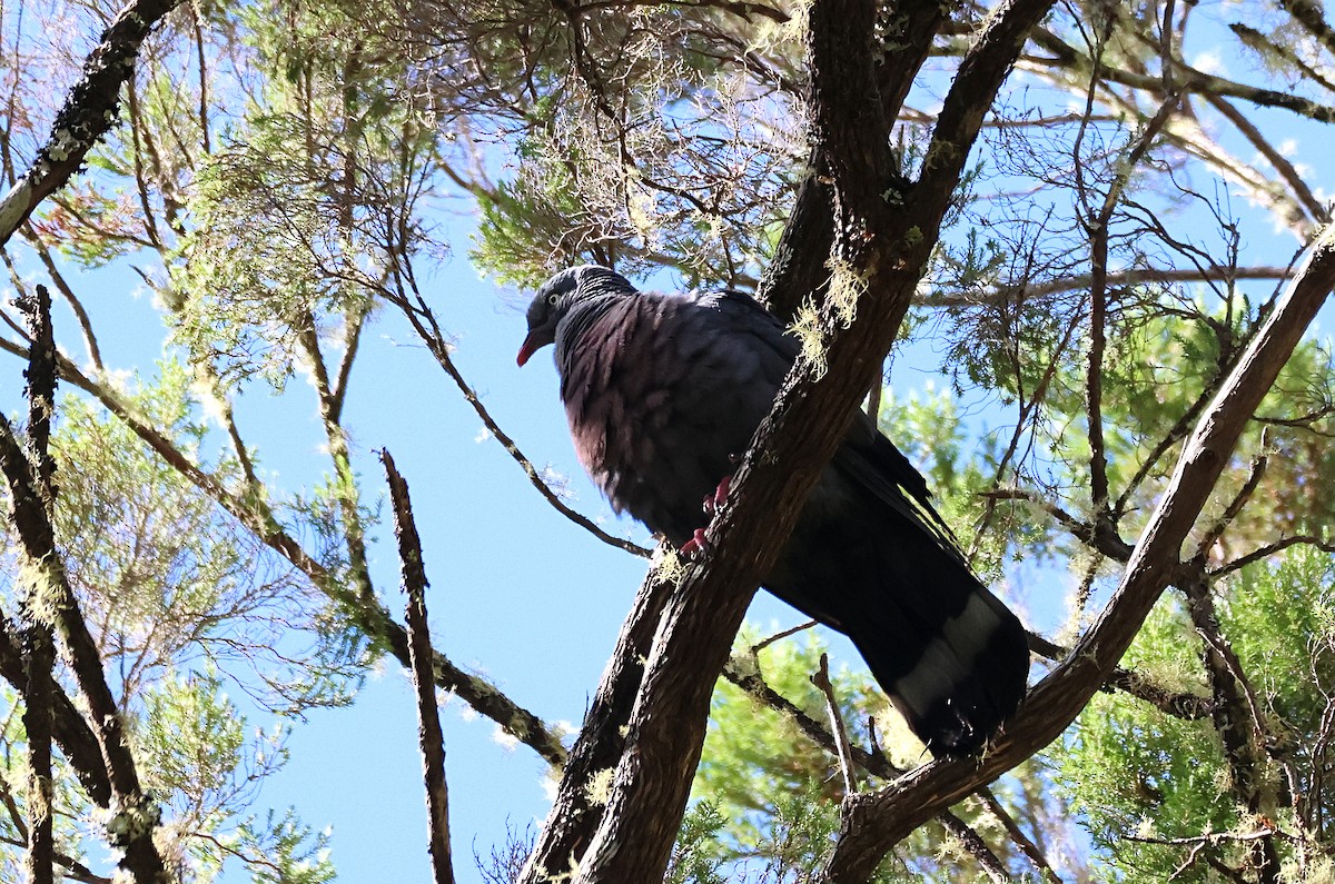 Trocaz Pigeon - ML632355141