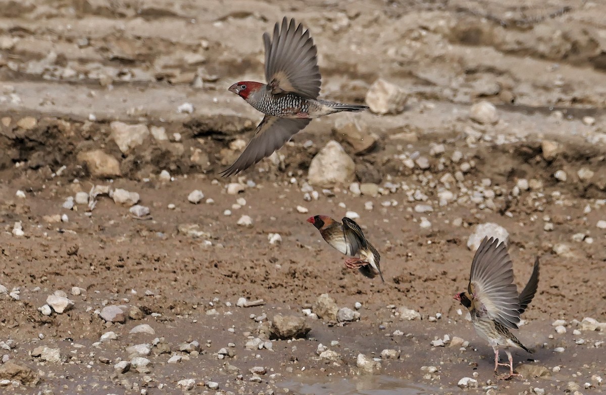 Red-headed Finch - ML632355322