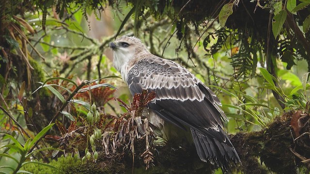 Black-and-chestnut Eagle - ML632355455