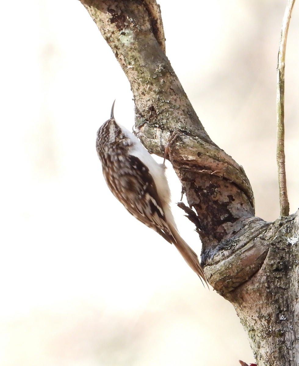 Brown Creeper - ML632355477
