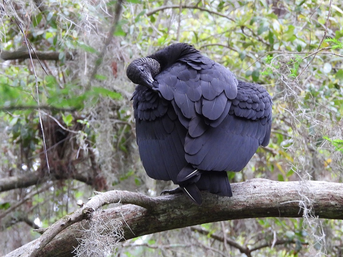 Black Vulture - ML632355596