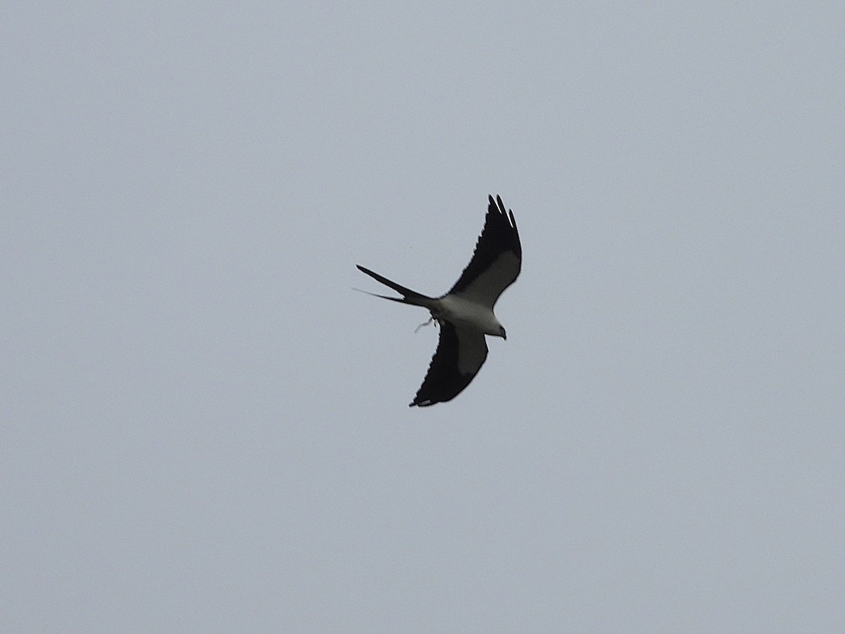 Swallow-tailed Kite - ML632355631