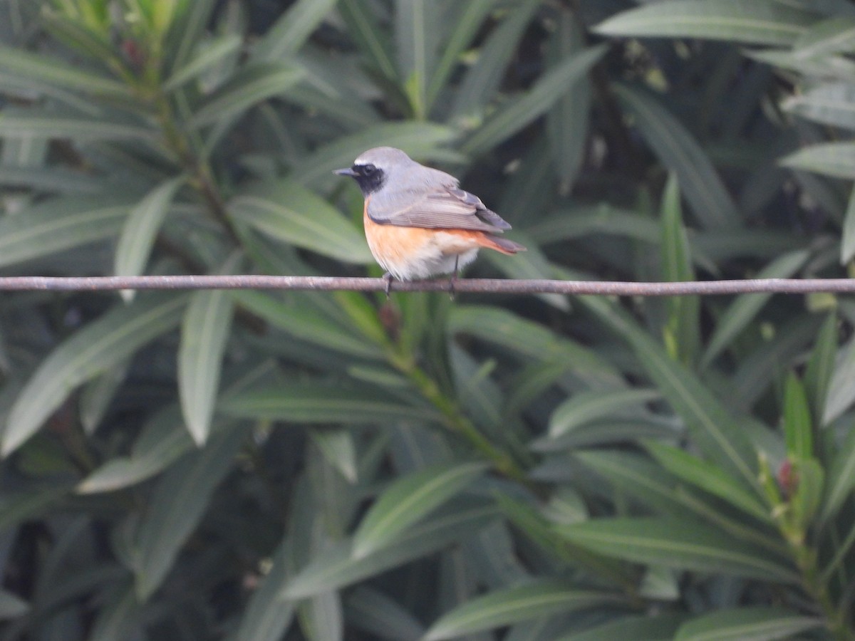 Buztangorri argia - ML632355637