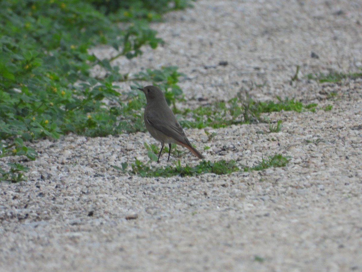 Buztangorri iluna - ML632355653