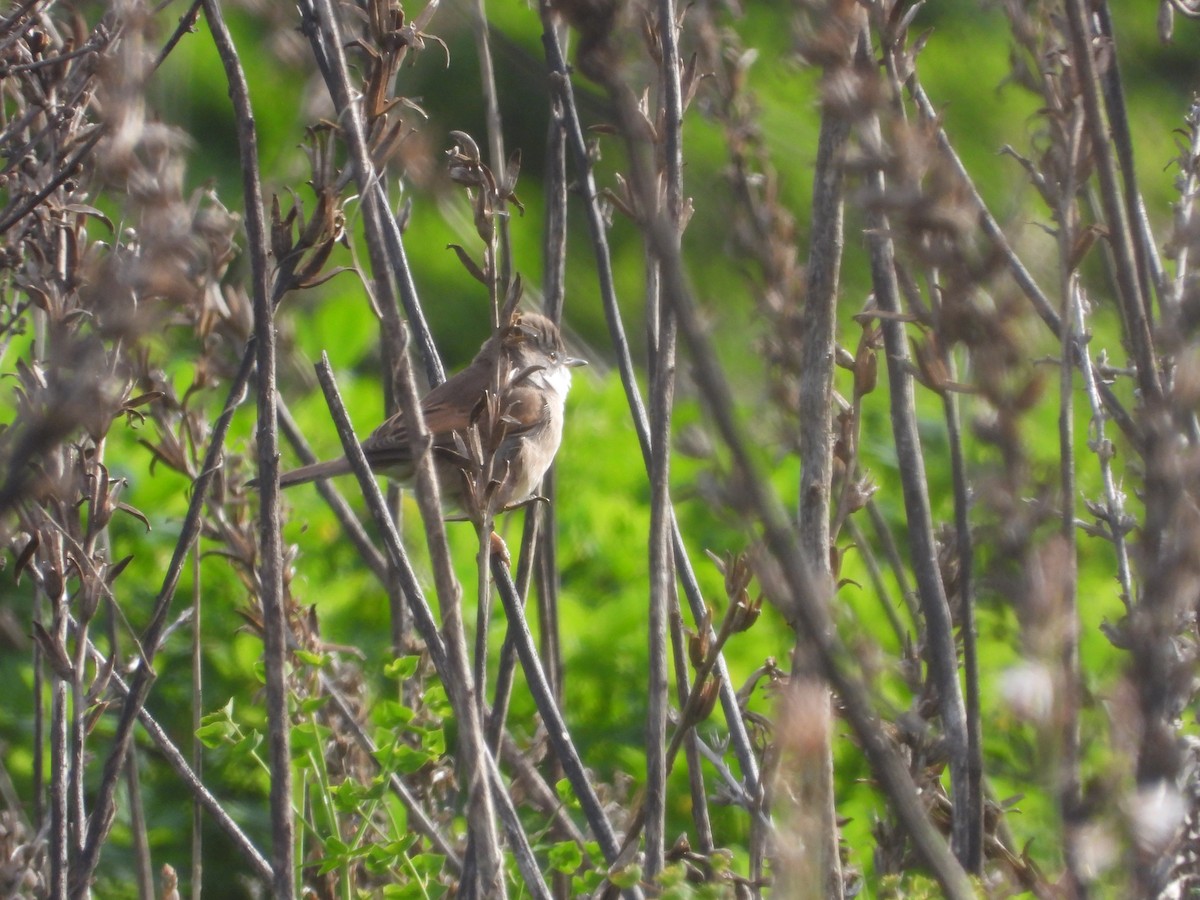 Sasi-txinboa - ML632355672