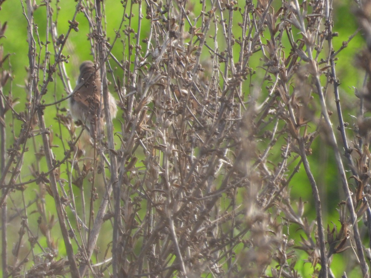 Sasi-txinboa - ML632355674