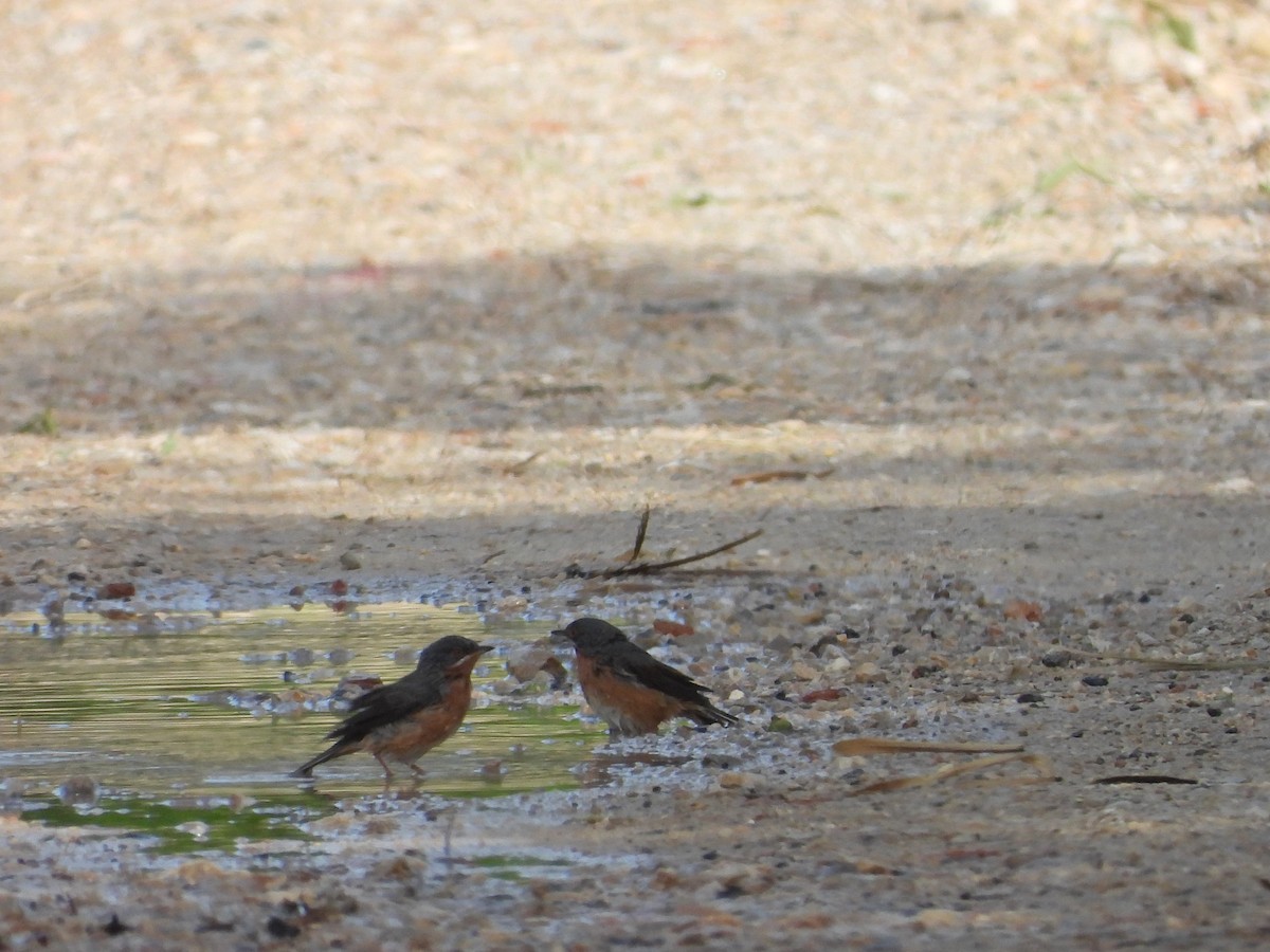 Txinbo papargorrizta iberiarra - ML632355678