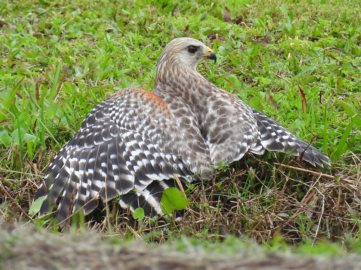 Red-shouldered Hawk - ML632355685