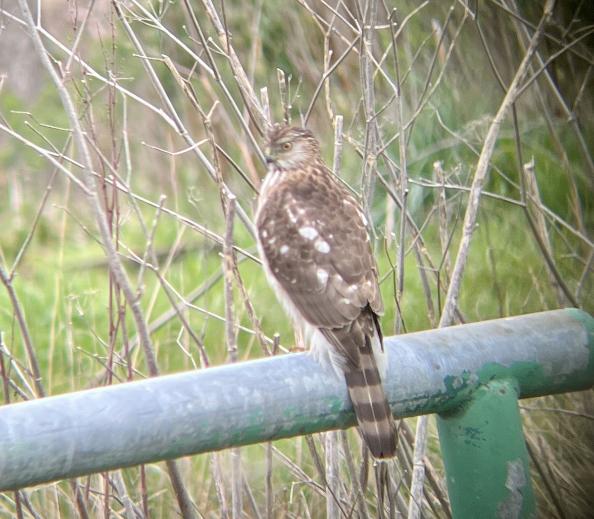 Cooper's Hawk - ML632355700