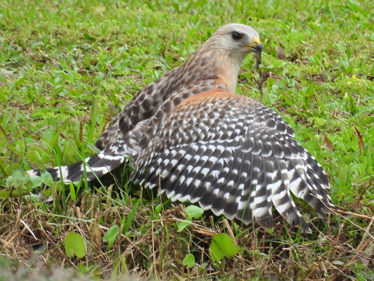 Red-shouldered Hawk - ML632355701