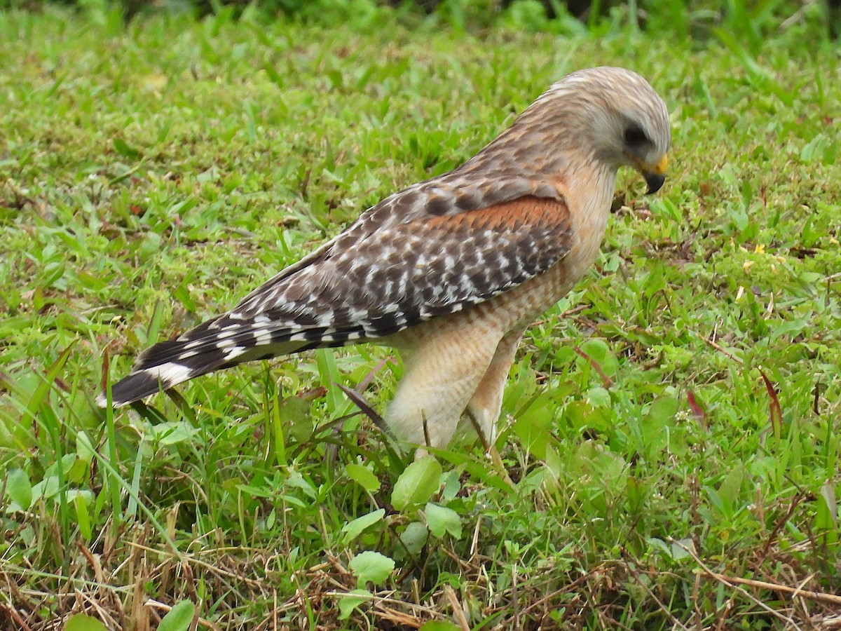 Red-shouldered Hawk - ML632355718
