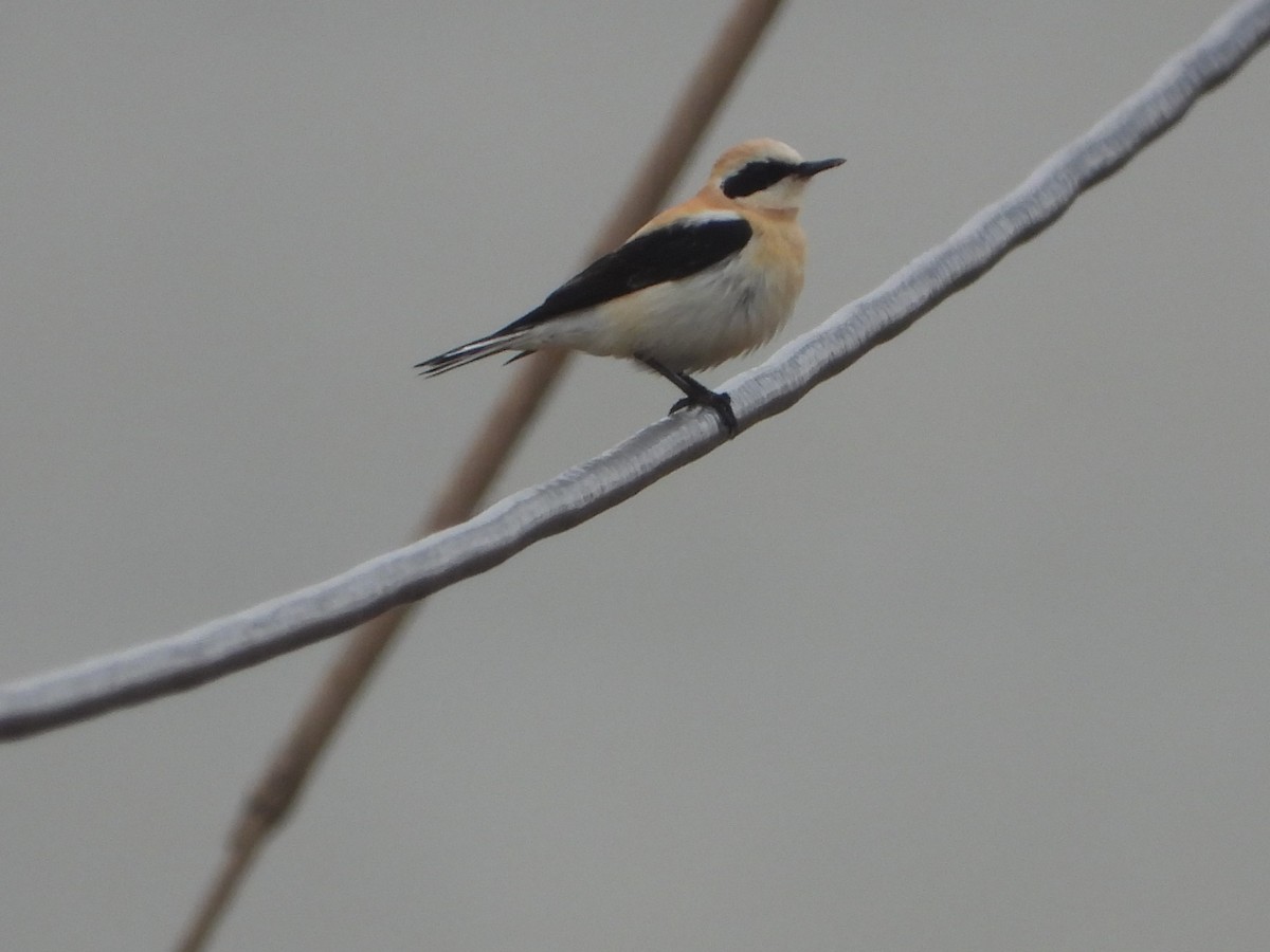 Mendebaldeko buztanzuri horia - ML632355719