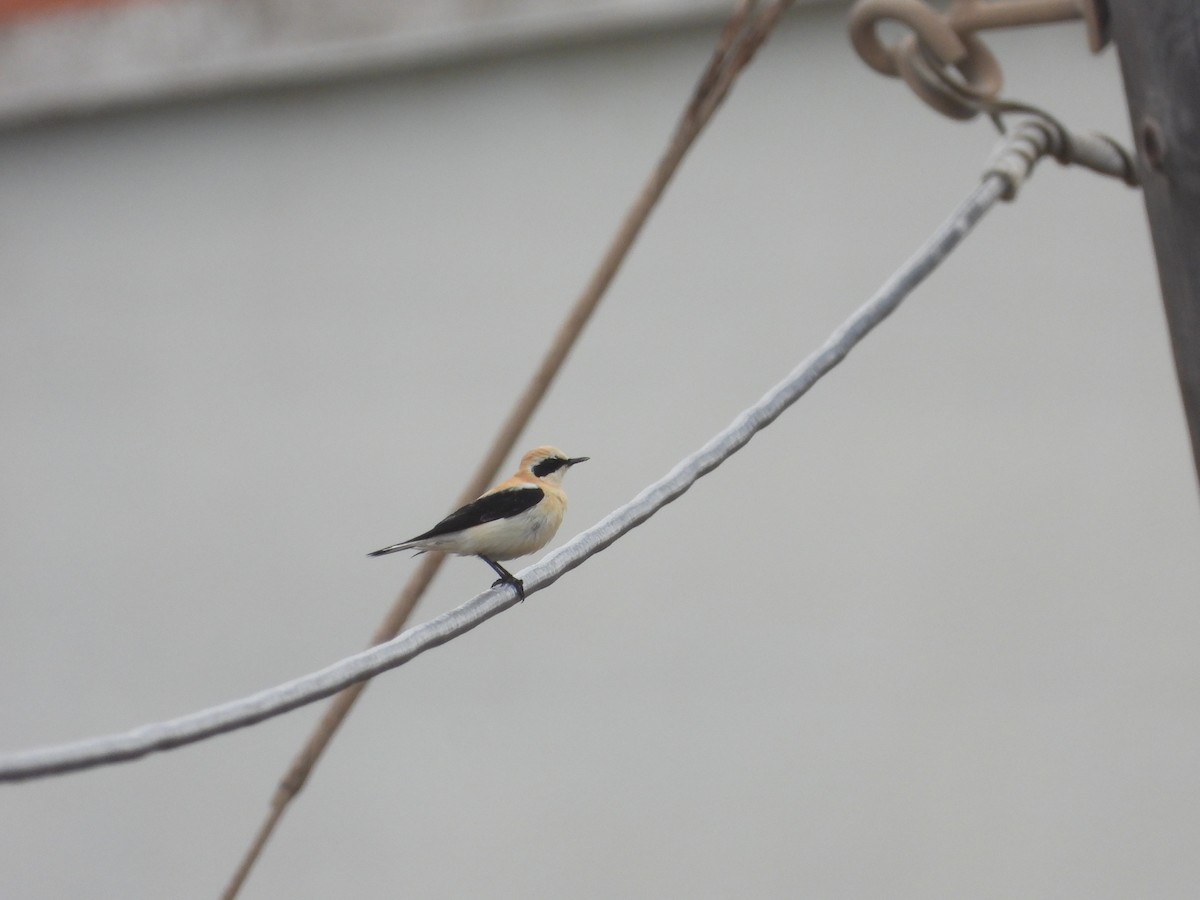 Mendebaldeko buztanzuri horia - ML632355720