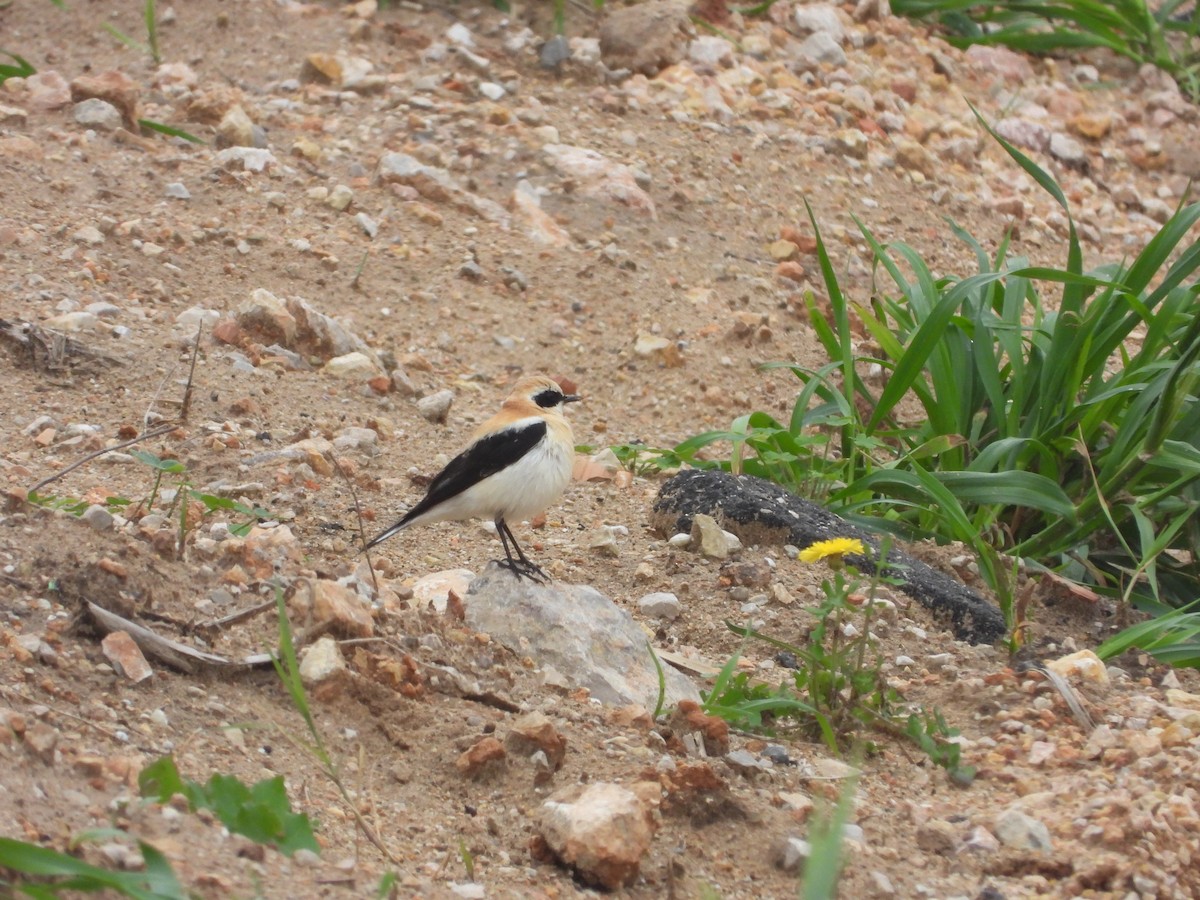 Mendebaldeko buztanzuri horia - ML632355721