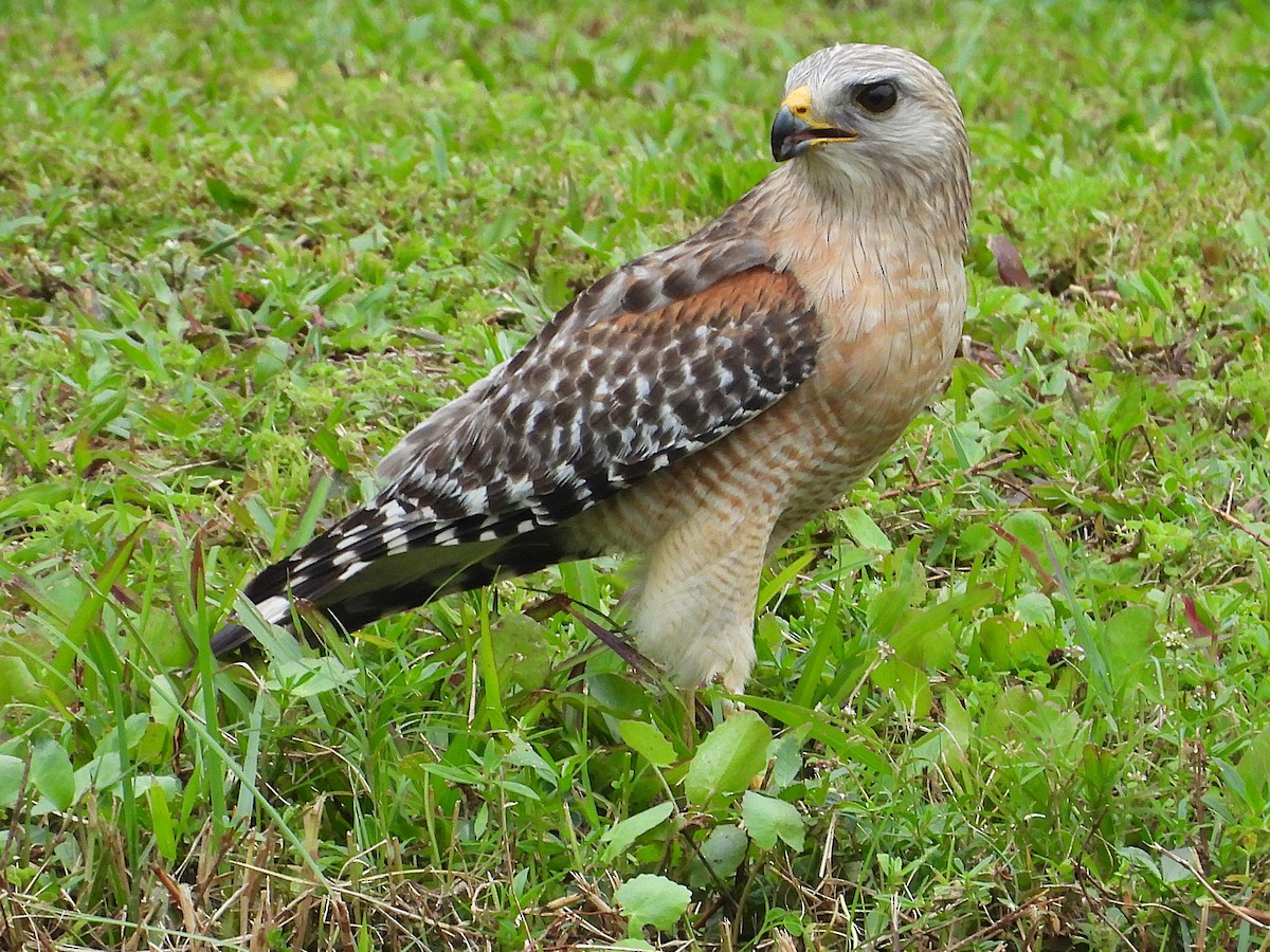 Red-shouldered Hawk - ML632355730