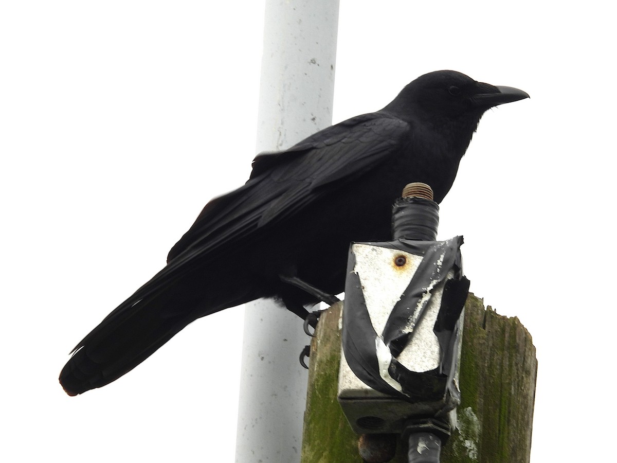 Fish Crow - ML632355747