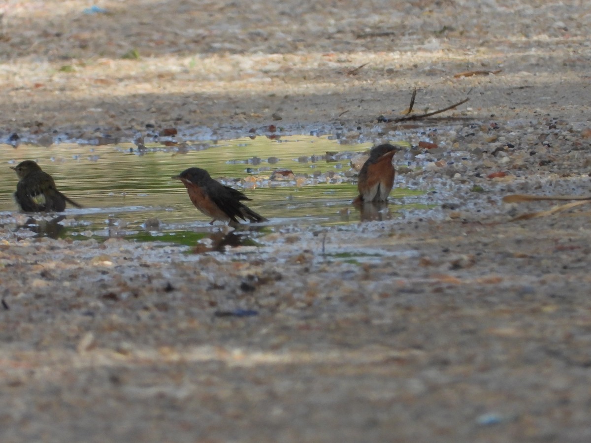 Txinbo papargorrizta iberiarra - ML632355769