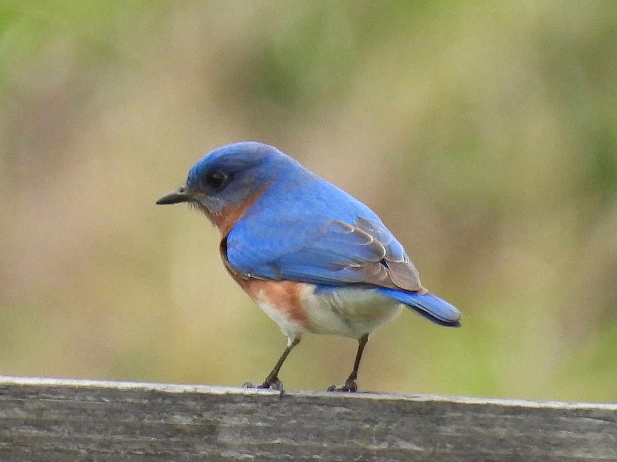 Eastern Bluebird - ML632355772