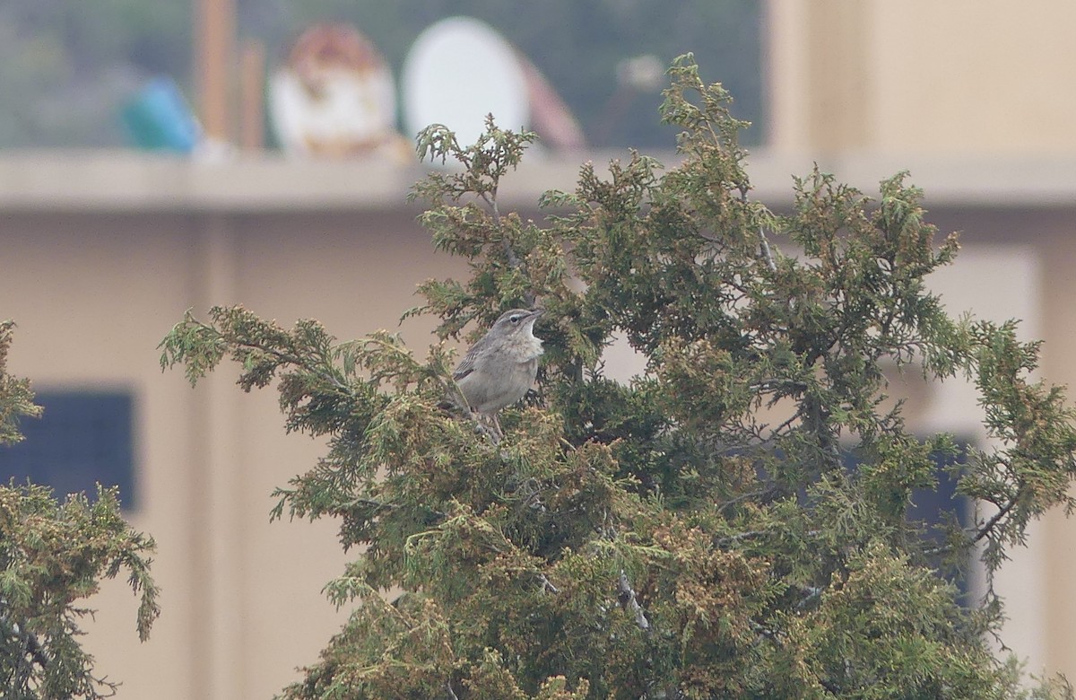 Long-billed Pipit - ML632355778