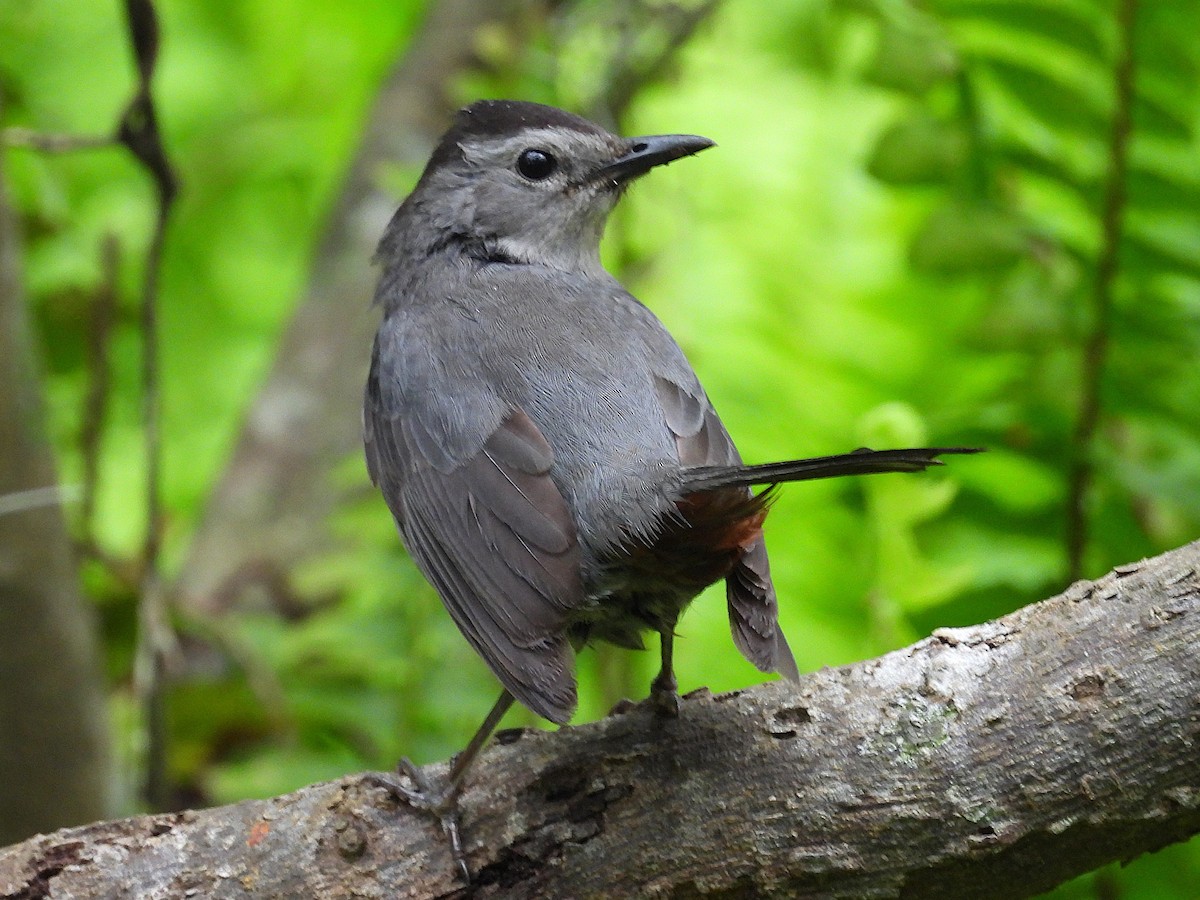 Gray Catbird - ML632355792