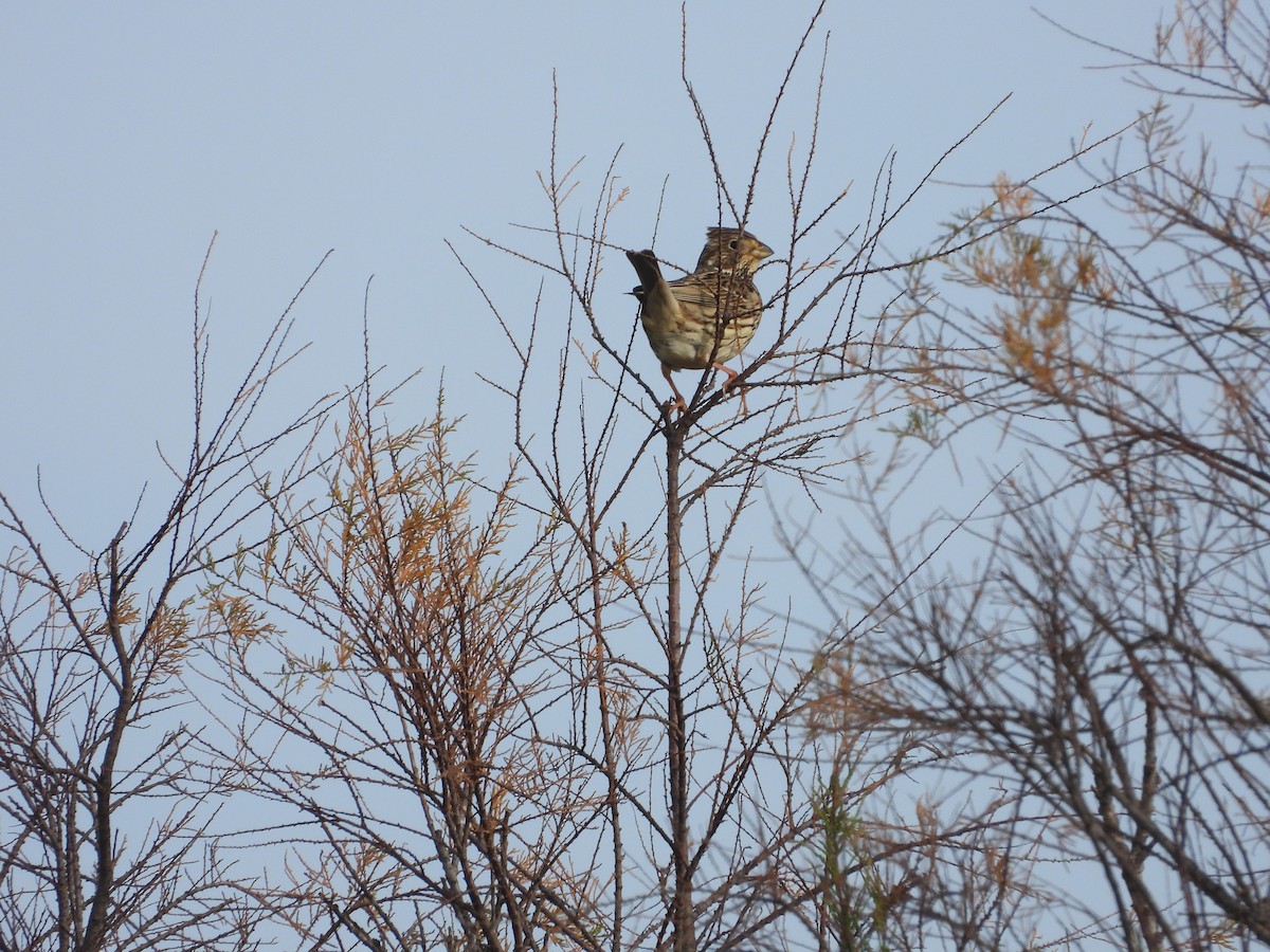 Gari-berdantza - ML632355793