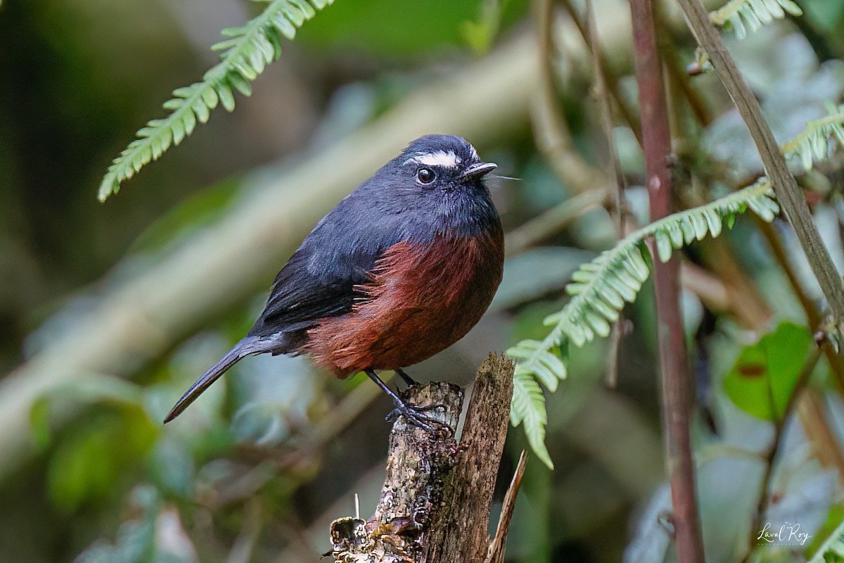 Chestnut-bellied Chat-Tyrant - ML632355832