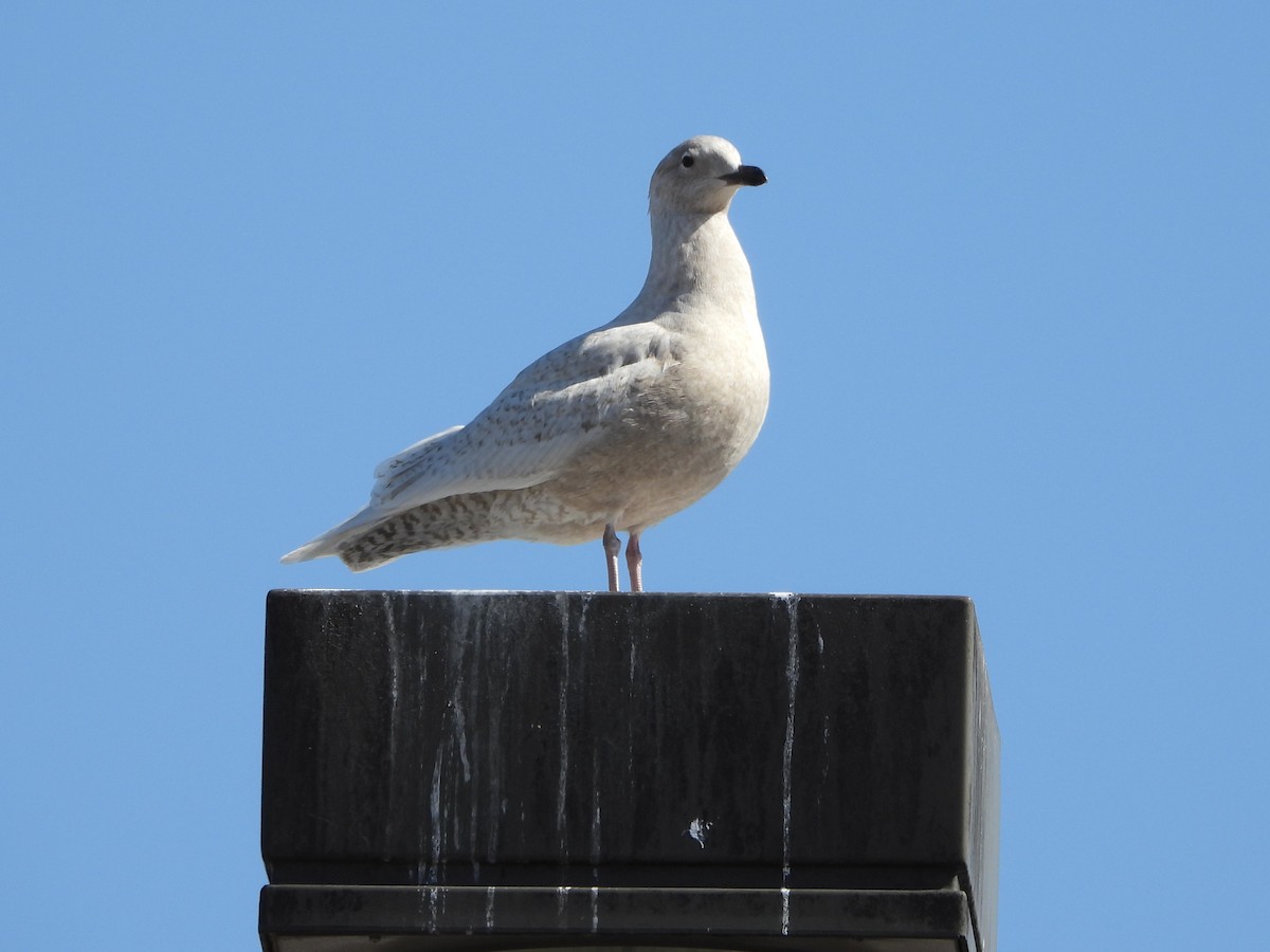 Iceland Gull - ML632355845