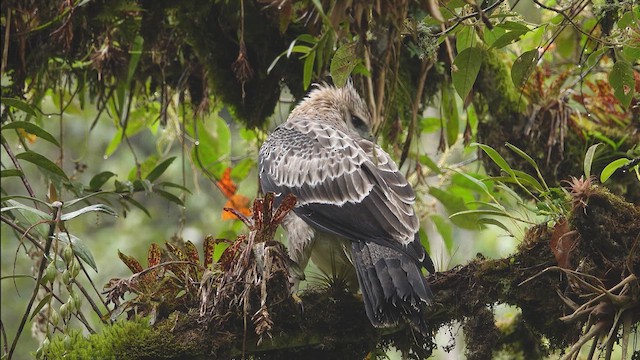 Black-and-chestnut Eagle - ML632356022