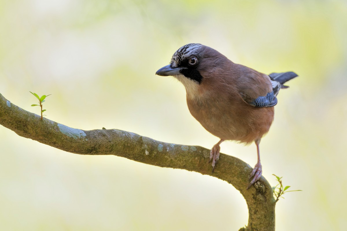Eurasian Jay (Japanese) - ML632356053
