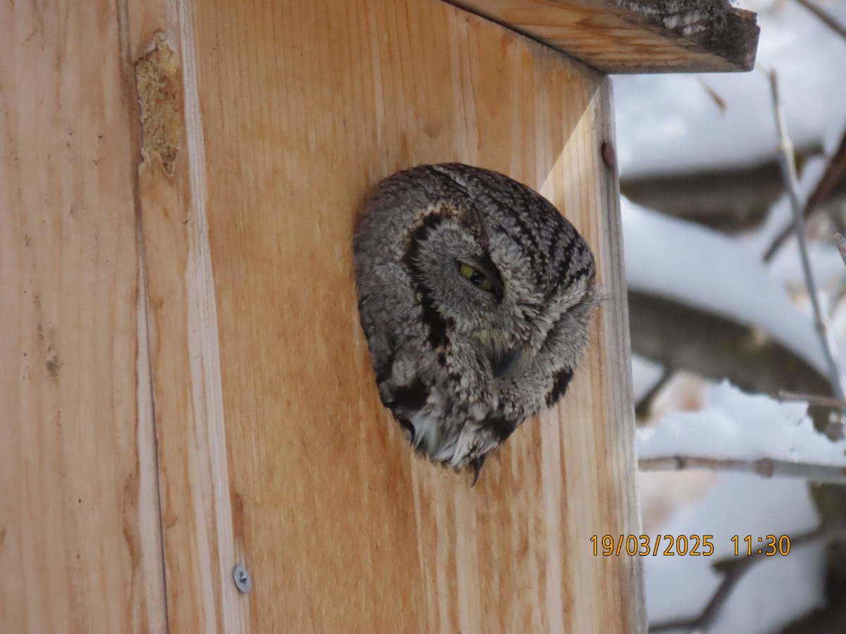 Western Screech-Owl - ML632356084