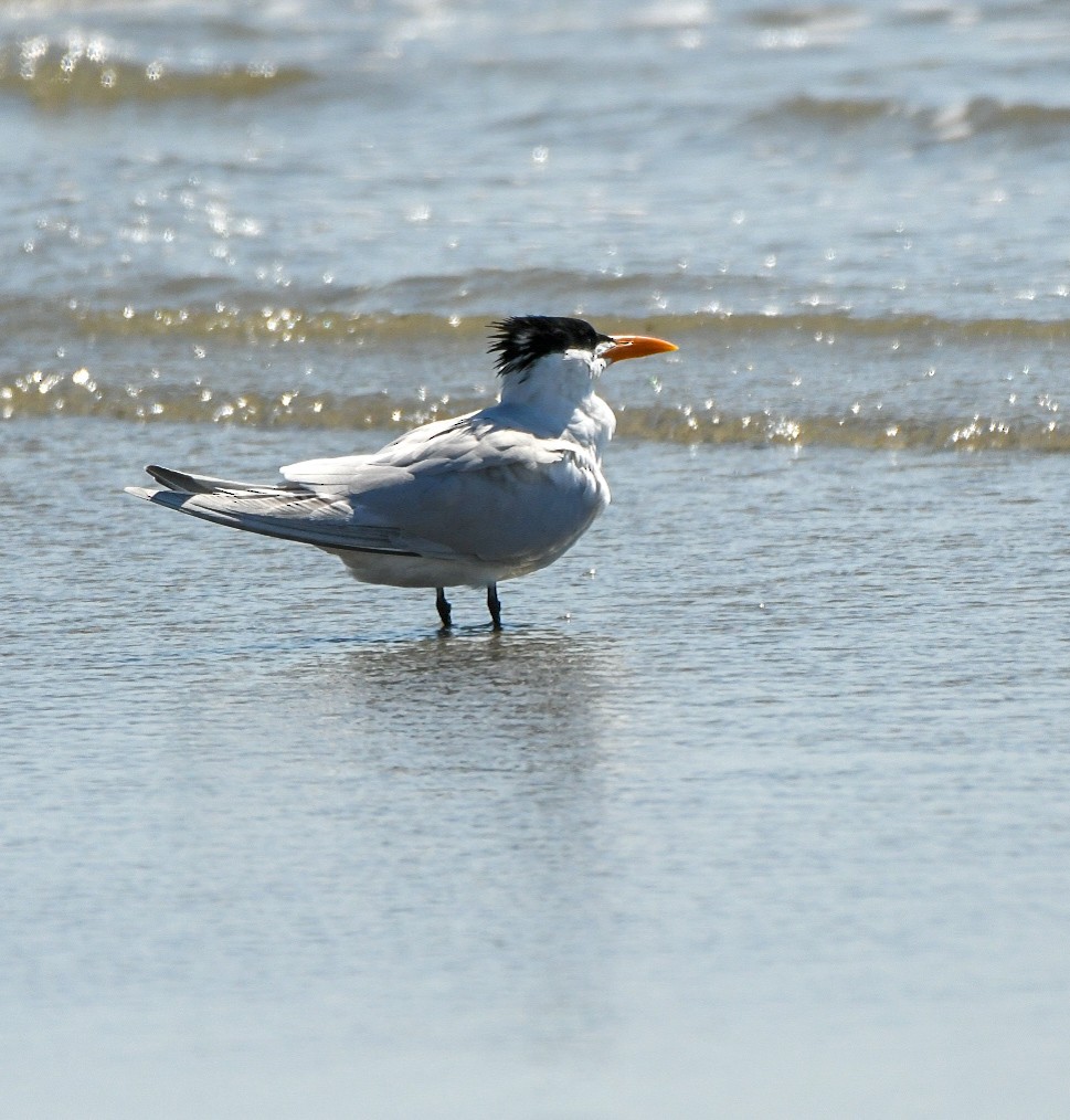 Royal Tern - ML632356400